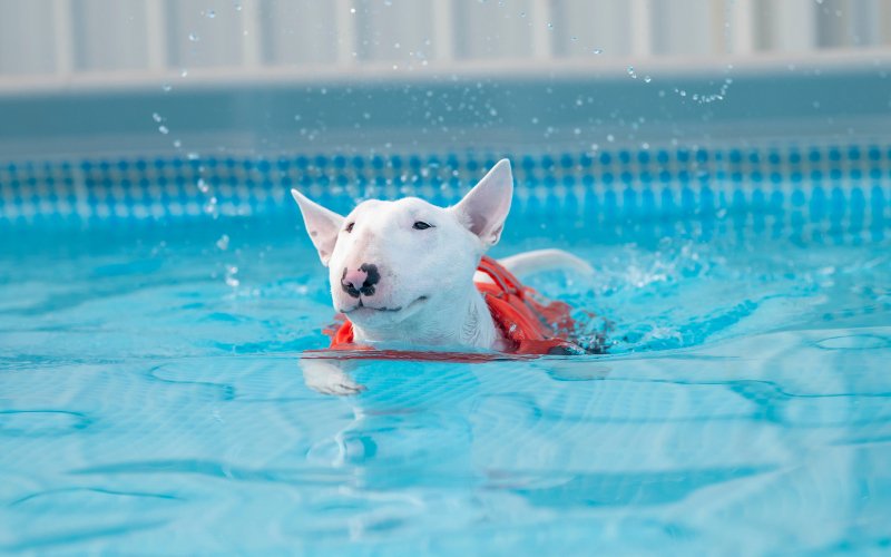 10 Things To Do With Your Bull Terrier - Bull Terrier World