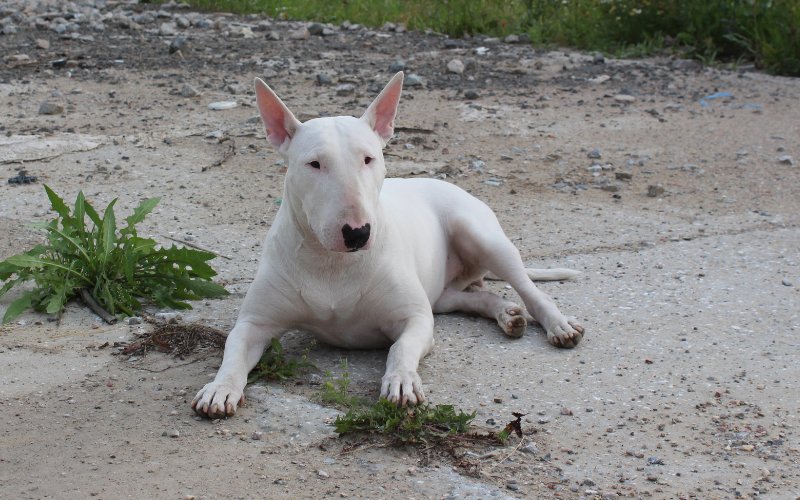 Are Bull Terriers Good Guard Dogs? - Bull Terrier World