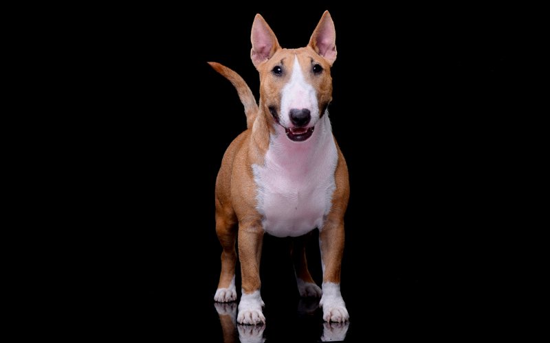 Are Bull Terriers Hypoallergenic? - Bull Terrier World