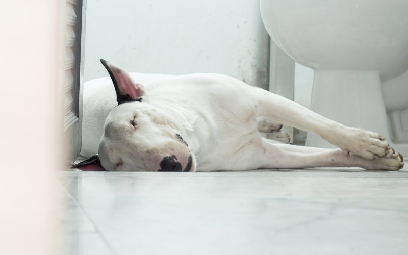 Are Bull Terriers Lazy? - Bull Terrier World