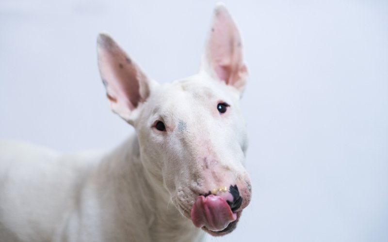 Bull Terrier PKD Diet - Bull Terrier World