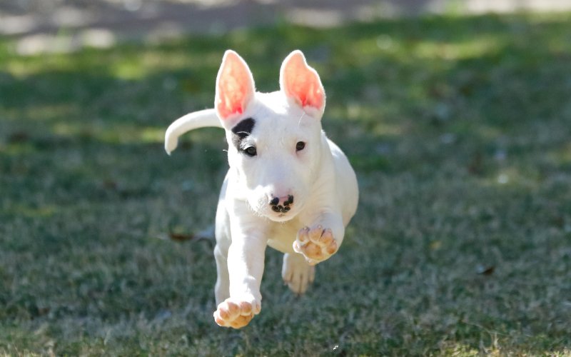 Bull Terrier Recall Training - Bull Terrier World