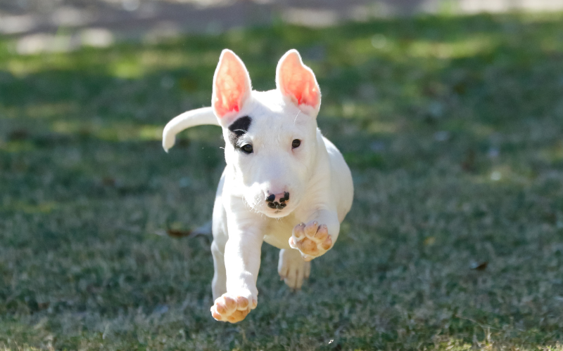 Bull store terrier training