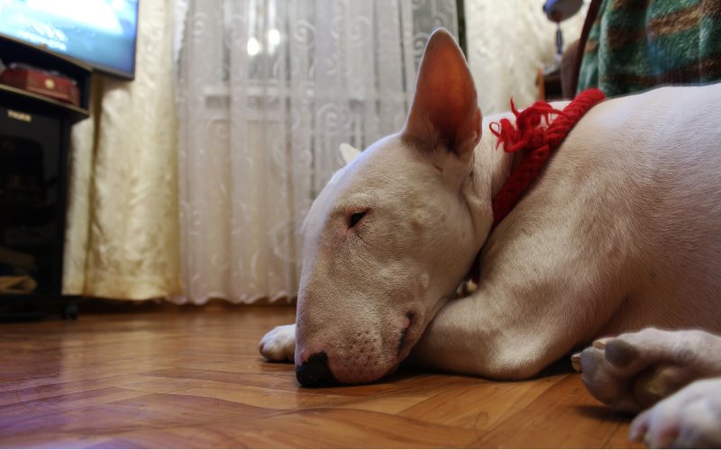 Bull Terrier Skin Bumps - Bull Terrier World