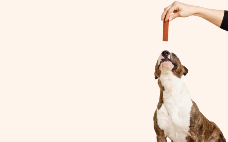 Bull Terrier Training Mistakes to Avoid - Bull Terrier World