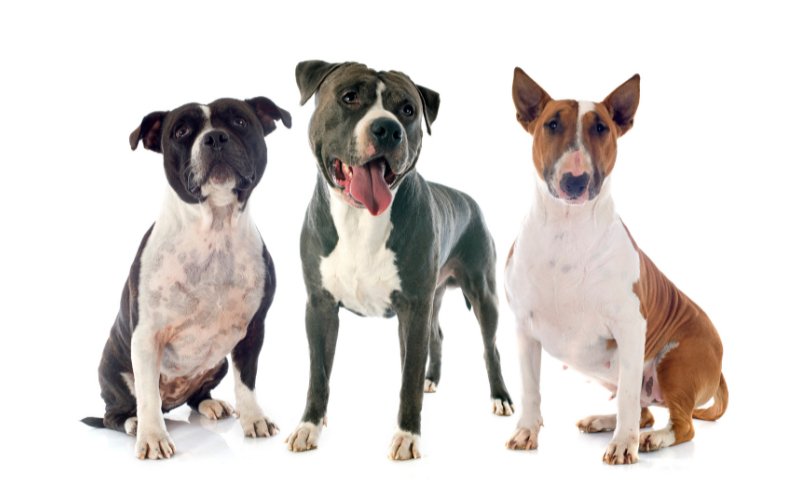 Bull Terrier vs Pit Bull - Bull Terrier World