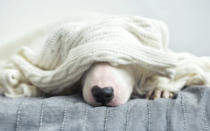 Can I Leave My Bull Terrier Alone? - Bull Terrier World
