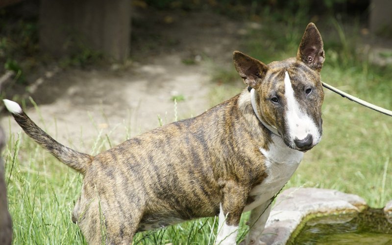 Heat in Female Bull Terriers - Bull Terrier World