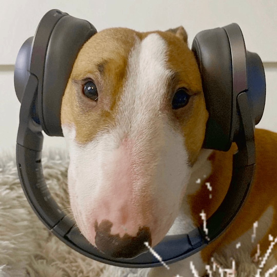 How To Keep Your Bull Terrier Safe During Fireworks - Bull Terrier World