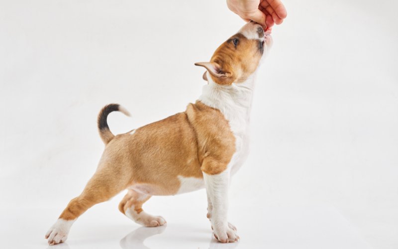 How To Stop My Bull Terrier Puppy From Nipping & Biting? - Bull Terrier World