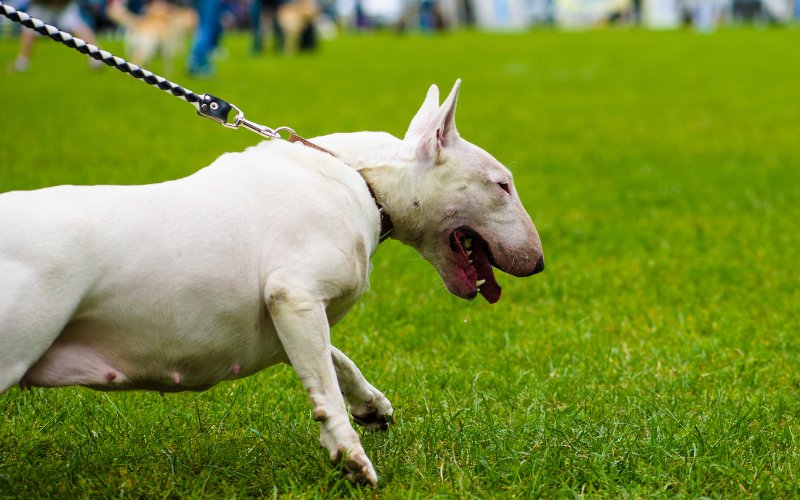 How to Stop My Bull Terrier Pulling On Leash? - Bull Terrier World