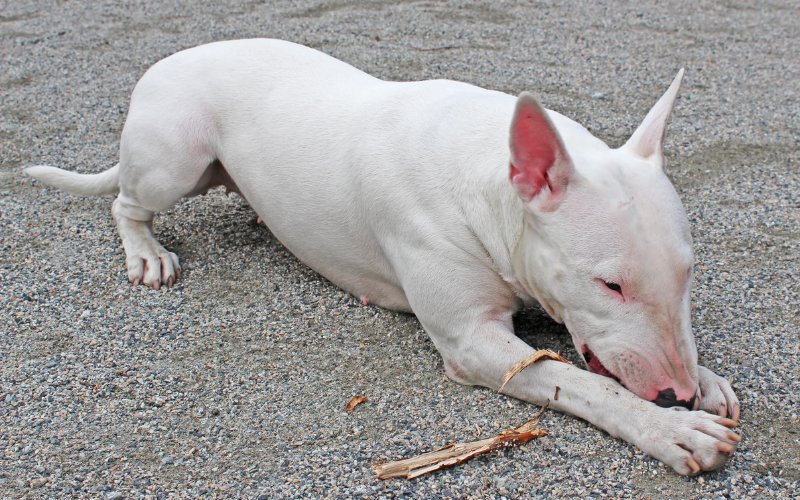 OCD In Bull Terriers - Bull Terrier World