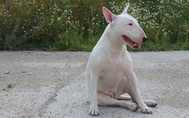 Reverse sneezing in Bull Terriers - Bull Terrier World