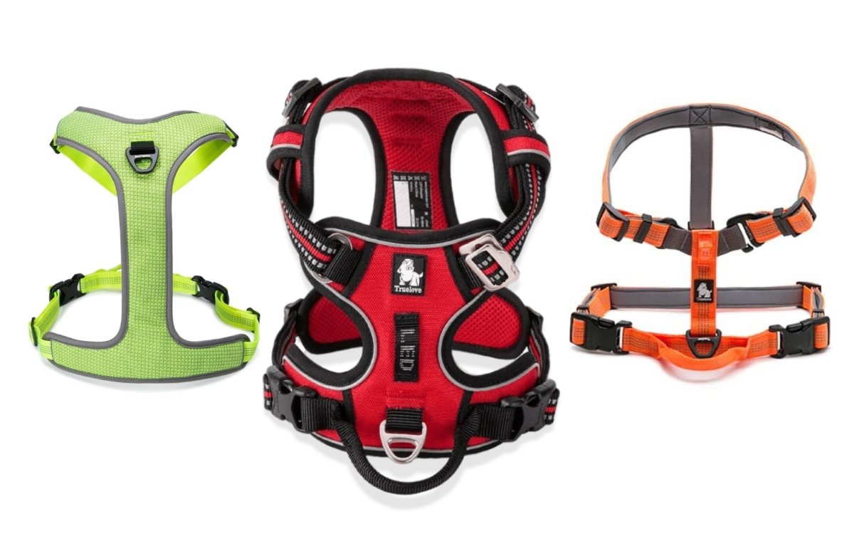 The Best Harnesses For Bull Terriers - Bull Terrier World