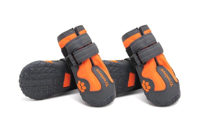 The Best Shoes For Bull Terriers - Bull Terrier World