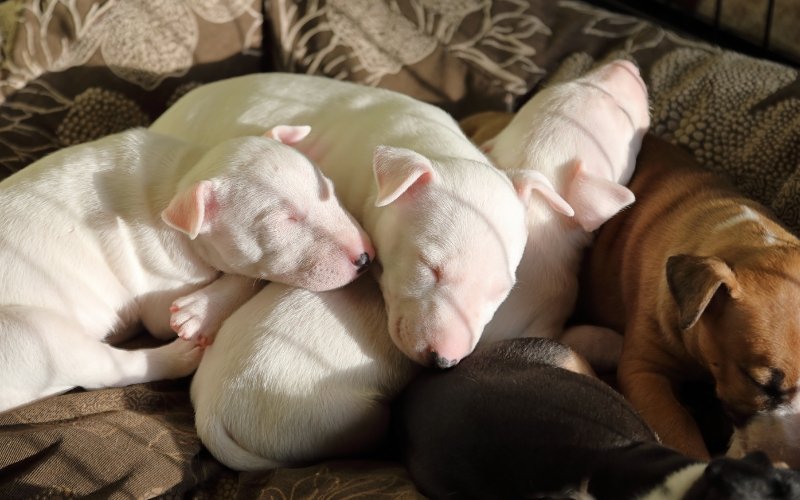 What to Consider Before Breeding Your Bull Terrier? - Bull Terrier World