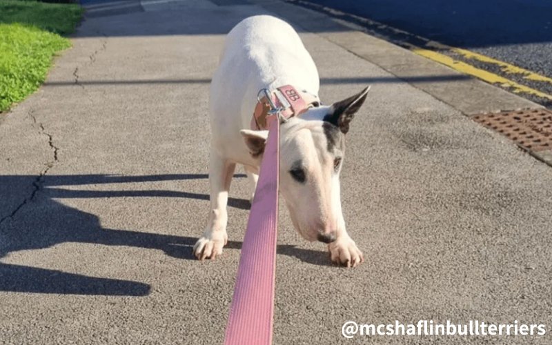 Why Are Bull Terriers So Stubborn? - Bull Terrier World