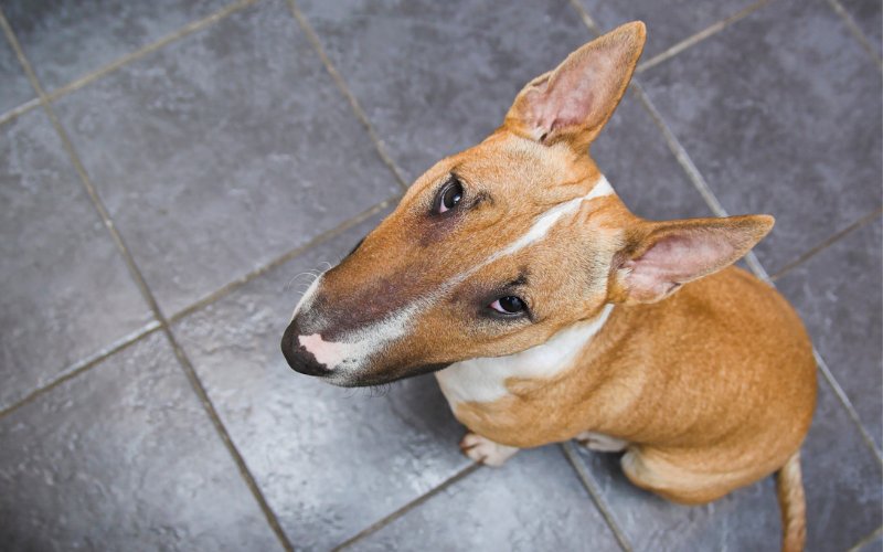 Why Is My Bull Terrier Shedding So Much? - Bull Terrier World