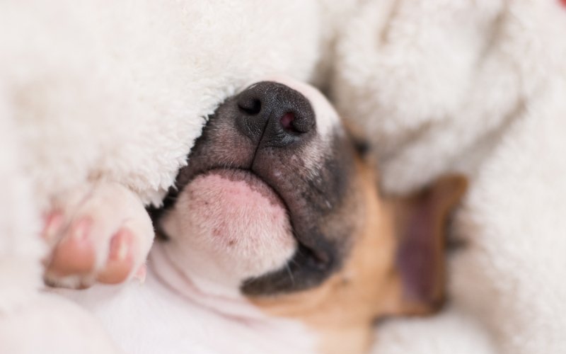 Why Is My Bull Terrier Snoring? - Bull Terrier World