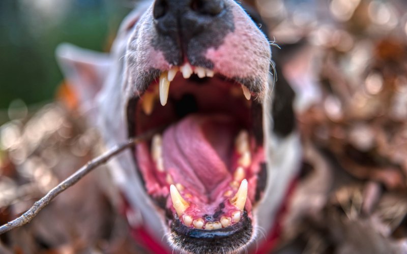 Why is my Bull Terrier Aggressive? - Bull Terrier World