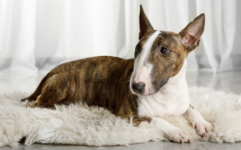 Liver fashion bull terrier for