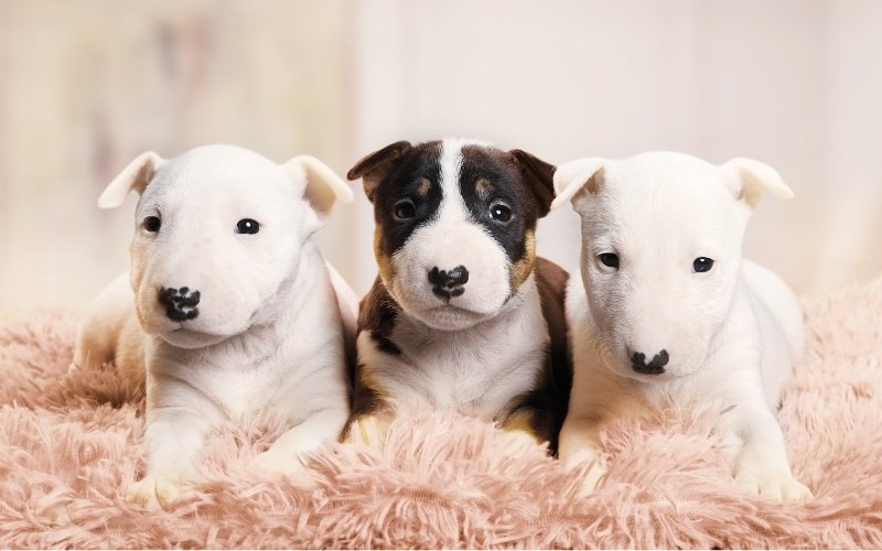 Bull Terrier Coat Colors - Bull Terrier World