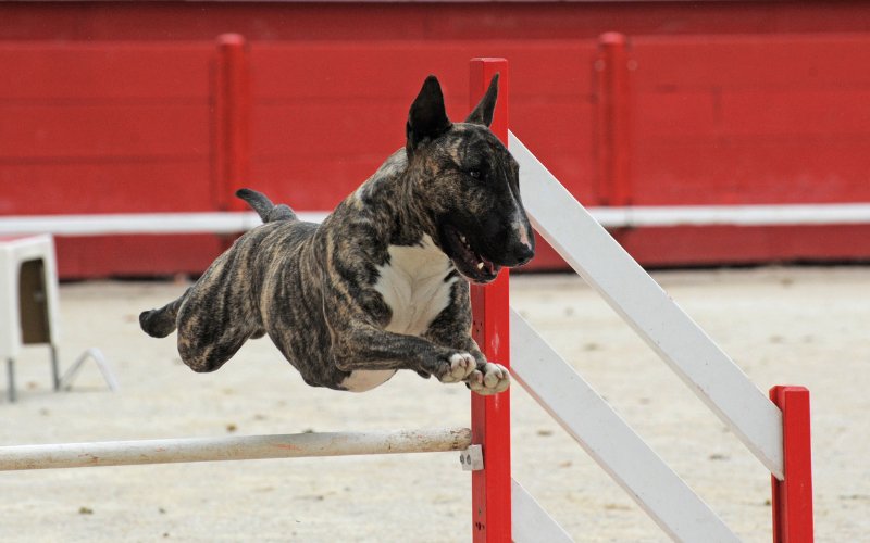 The sporting bull fashion terrier