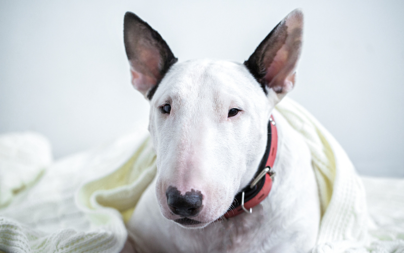 Pince à épiler pour oter échardes des pattes des chiens