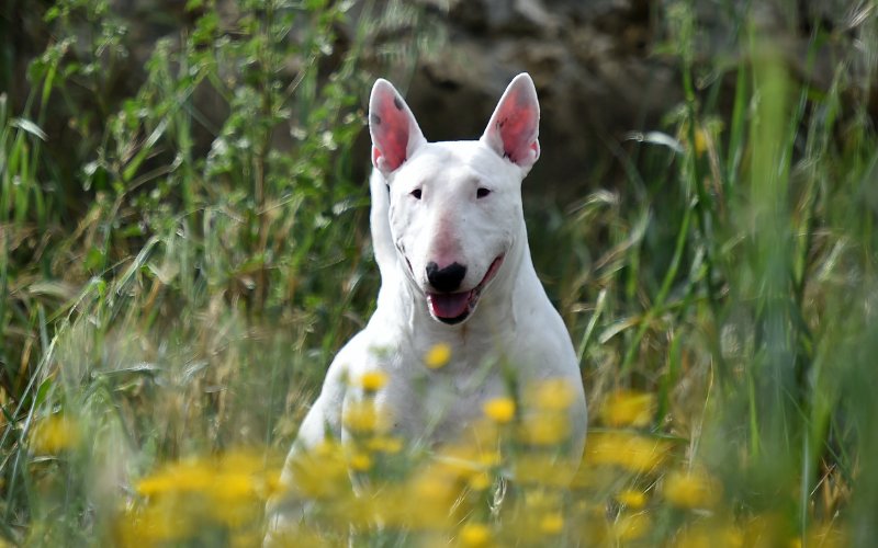 Bull Terrier Life Expectancy: Factors Affecting Your Dog's Longevity - Bull Terrier World