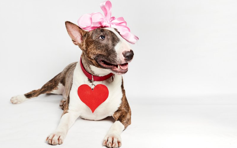 Bull Terrier Myths Debunked - Bull Terrier World