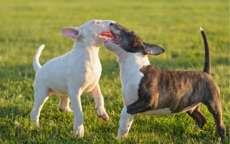 Bull Terrier Playdates: Setting Up Successful Doggy Gatherings - Bull Terrier World