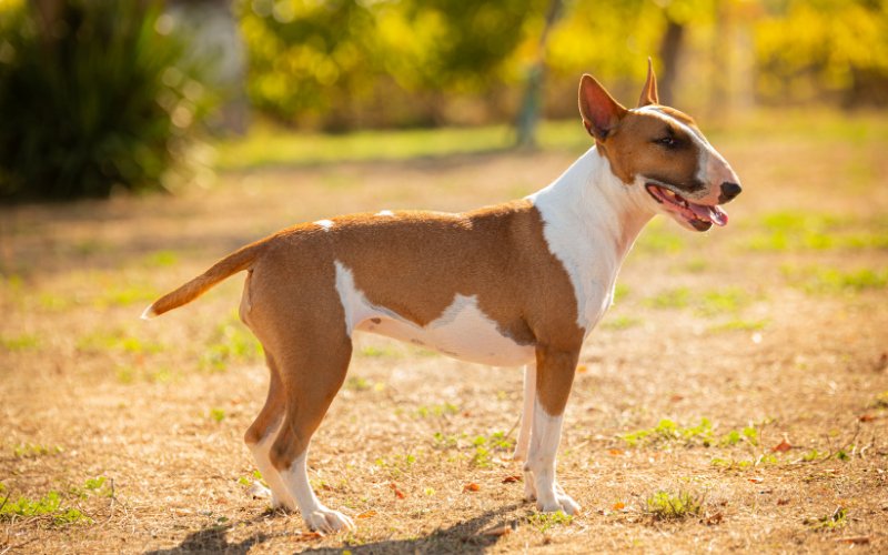 Bull Terrier Weight Management Strategies - Bull Terrier World