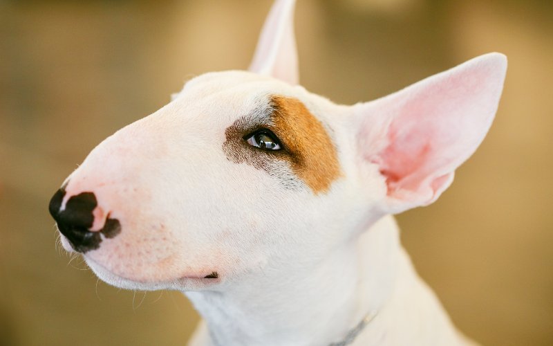 Can Bull Terriers Breathe? - Bull Terrier World