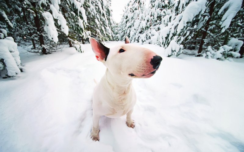 Can Bull Terriers Handle Cold Weather? - Bull Terrier World