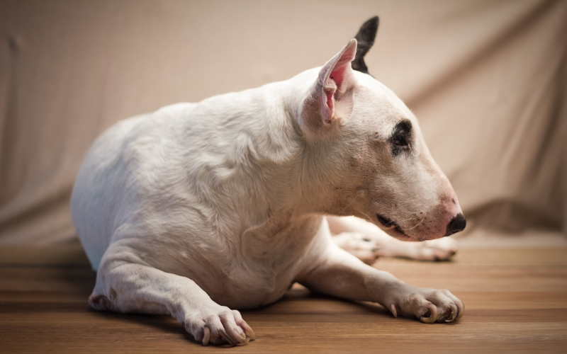 Chicken Allergy in Bull Terriers Bull Terrier World