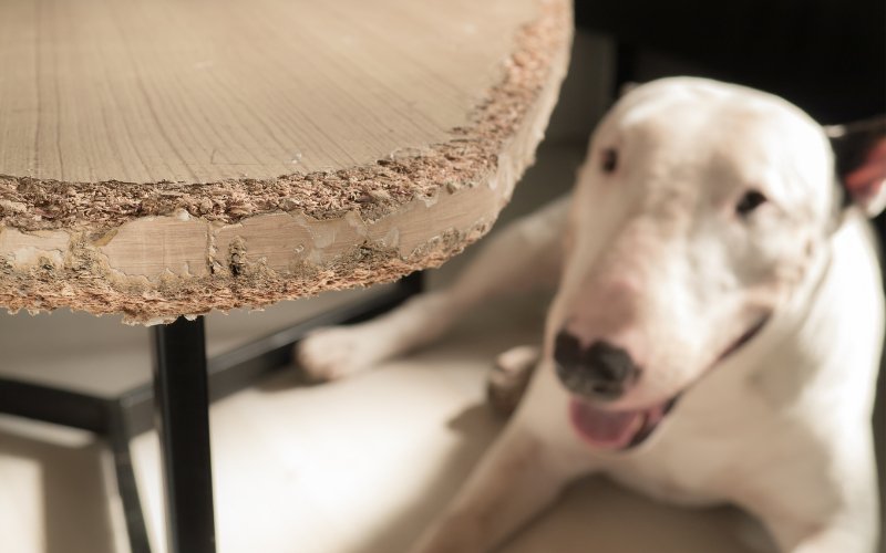 Correcting Unwanted Behavior in Bull Terriers - Bull Terrier World