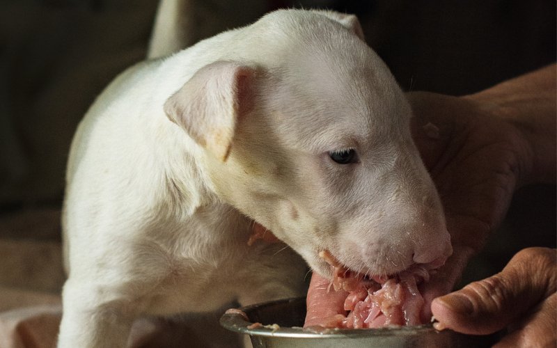 How to Feed Bull Terrier Puppy? - Bull Terrier World