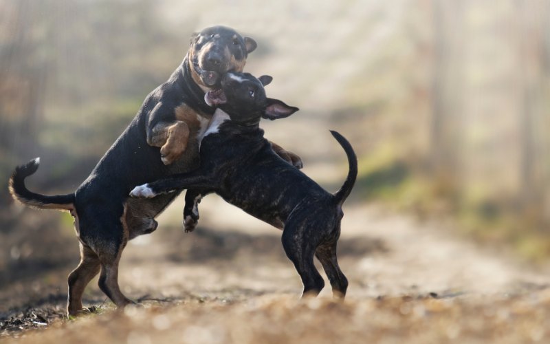 How To Stop My Bull Terriers From Fighting? - Bull Terrier World