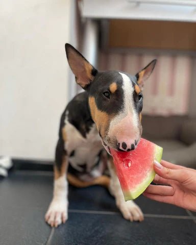 Best food for 2025 english bull terrier