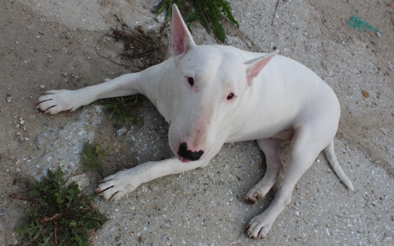 My Bull Terrier Has a Rash - Bull Terrier World