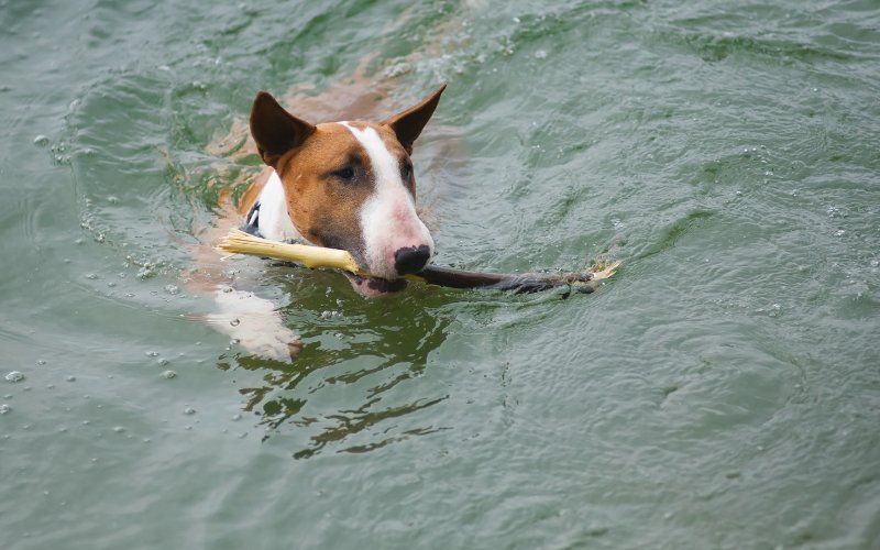 My Bull Terrier is Afraid of Water - Bull Terrier World