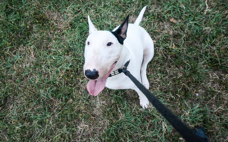My Bull Terrier Won't Walk - Bull Terrier World