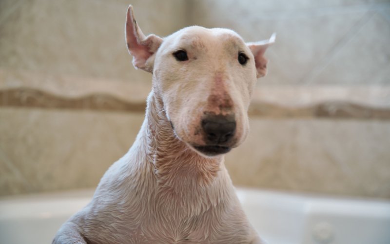Skin Irritations In Bull Terriers - Bull Terrier World
