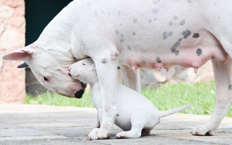 When Can I Mate My Bull Terrier For The First Time? - Bull Terrier World