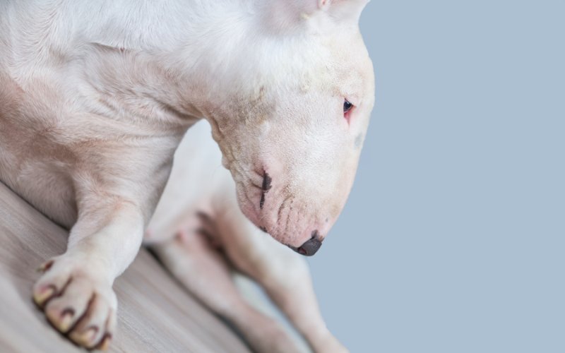 Why is my Bull Terrier so skinny? - Bull Terrier World