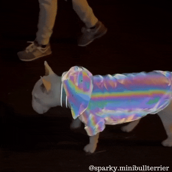 Reflective Dog Coat | Bull Terrier World