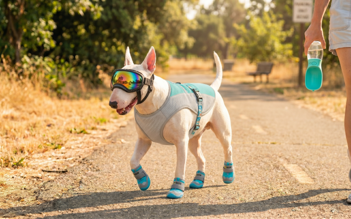 5 Ways to Cool Down a Bull Terrier (Without a Pool) - Bull Terrier World