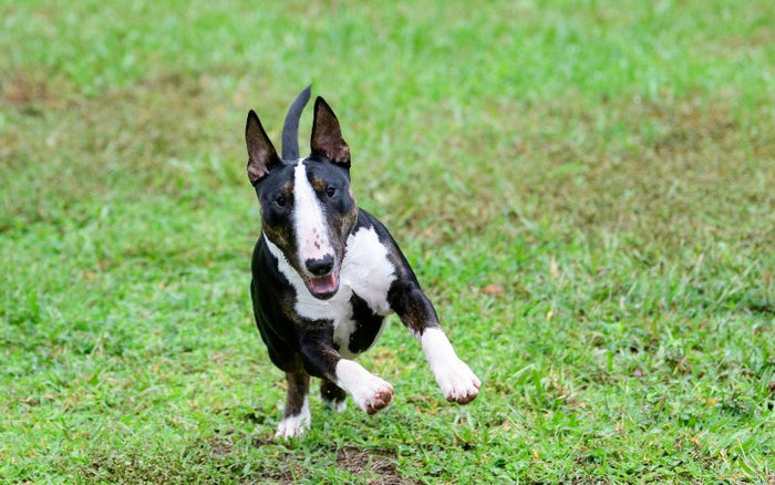 7 Fun Facts About Bull Terriers - Bull Terrier World