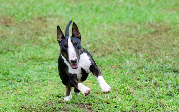 7 Fun Facts About Bull Terriers - Bull Terrier World