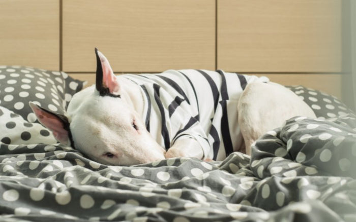 Anxiety in Bull Terriers - Bull Terrier World